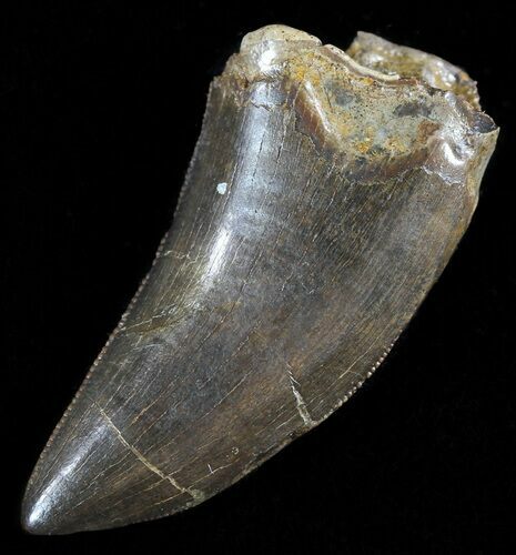 Tyrannosaur (Nanotyrannus) Tooth - Montana #50533